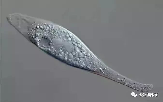 高清丨污水处理微生物图谱