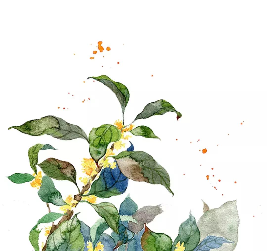 芦丹氏桂花香水是男香还是女香,爱马仕木质调香和东方调香的区别