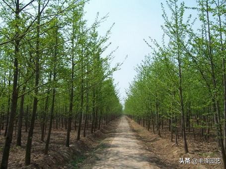 2021银杏树行情园林网,2023年银杏树价格走势