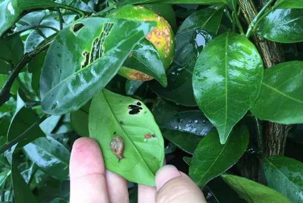 苹果园蜗牛防治有妙招,果树蜗牛病害防治