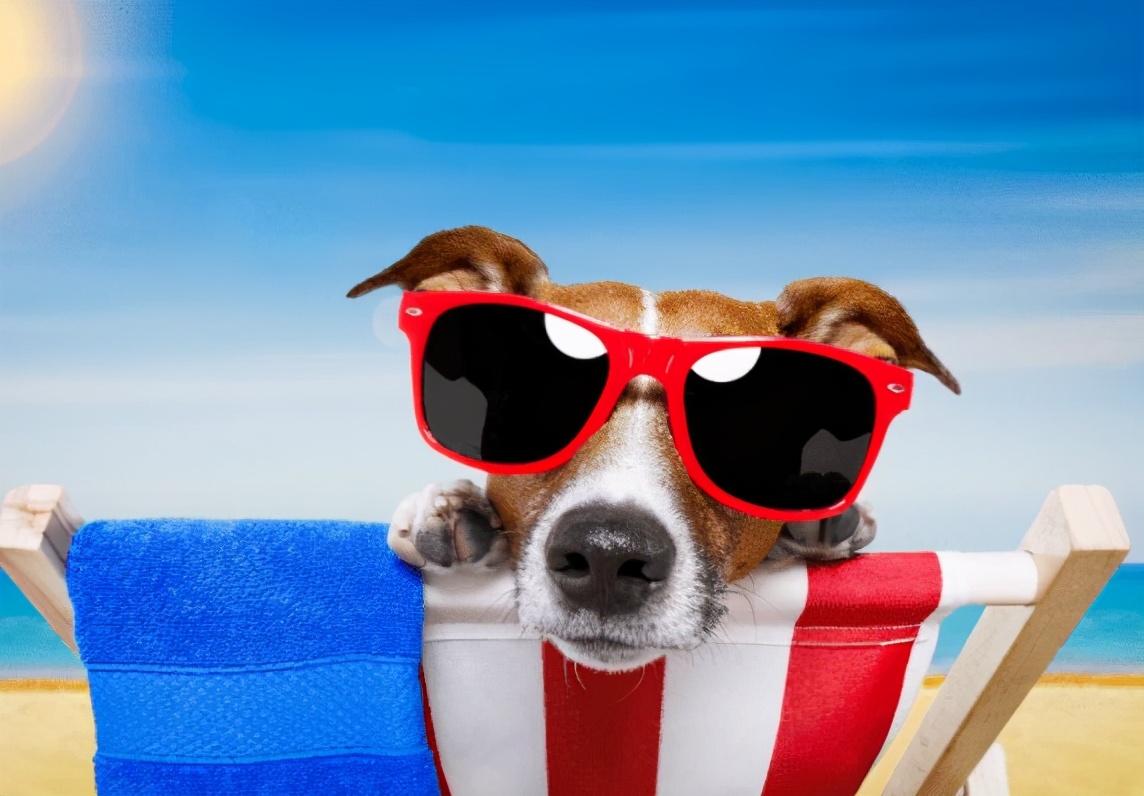 正常狗狗吃什么狗粮最好,狗狗长期吃哪种狗粮好点