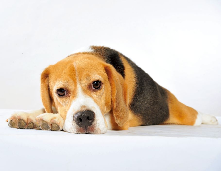 尿结石的危害视频,尿结石狗狗症状有哪些