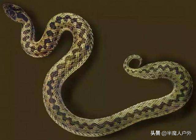 野外生存的知识有哪些,农村常见的蛇类你都认识吗