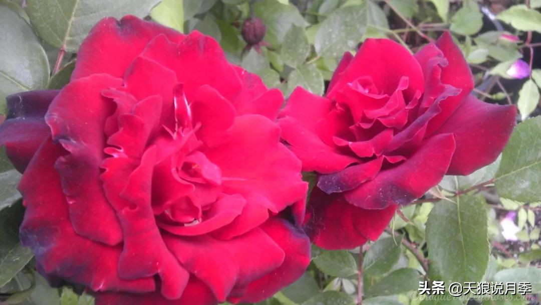 月季花瓣里面藏的黑虫,月季土里有黑虫子怎么回事