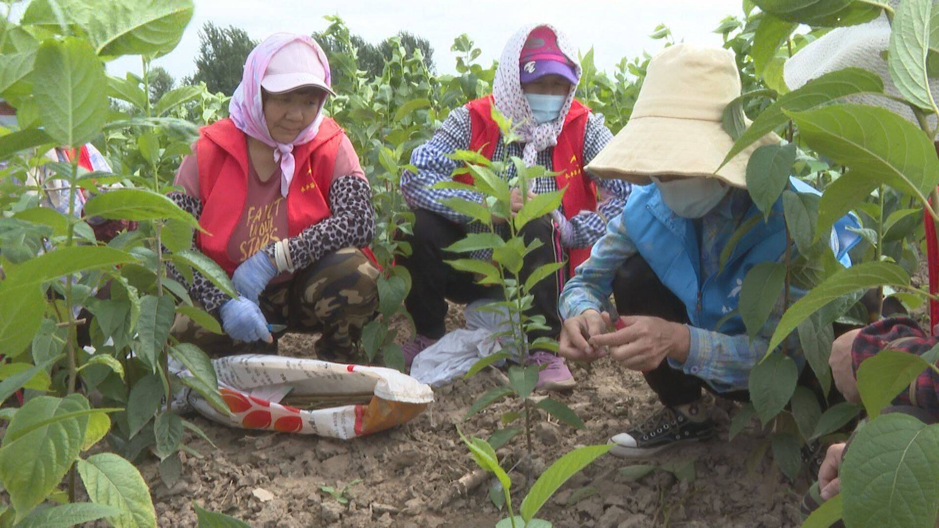 苗木种植助农户致富行动,滨州惠民县果树苗