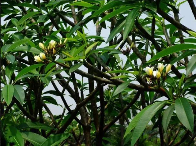 海南常见植物图解视频,海南的树木都有哪些名称