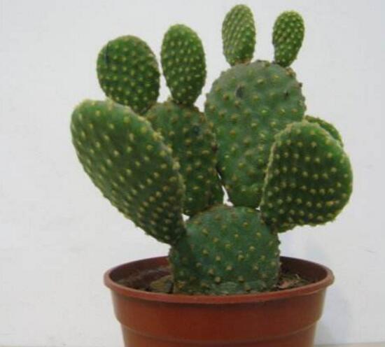 仙人掌嫁接蟹爪兰仙人掌蔫了,仙人掌全软了蔫了怎么办