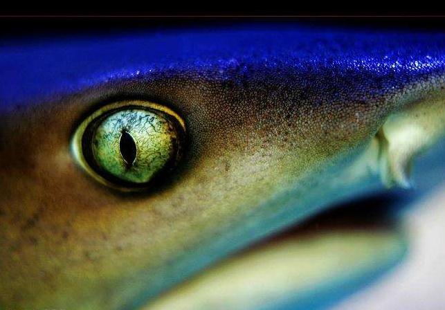 大海里面的鲨鱼到底有多可怕,如果鲨鱼灭绝了海洋会怎样