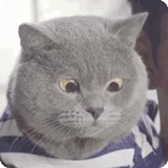 红薯千万不能和鸡蛋、西红柿、柿子…一起吃？这些内幕真相了