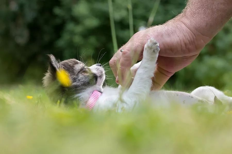 犬咬二氧化碳嗜纤维菌有什么特征,狗狗咬二氧化碳嗜纤维菌