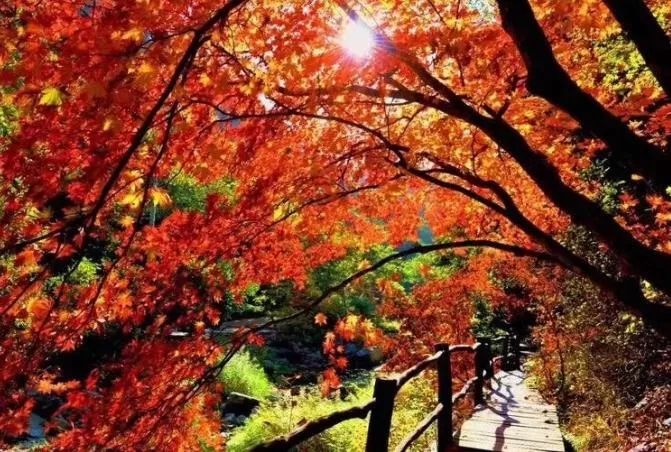 沈阳冬季一日游最佳去处,沈阳本溪自驾看枫叶去哪里