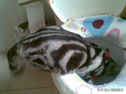 猫喝纯牛奶有危害吗,猫喝牛奶有危害吗