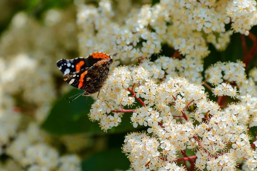 石楠花气味有没有毒,石楠花奇特的气味