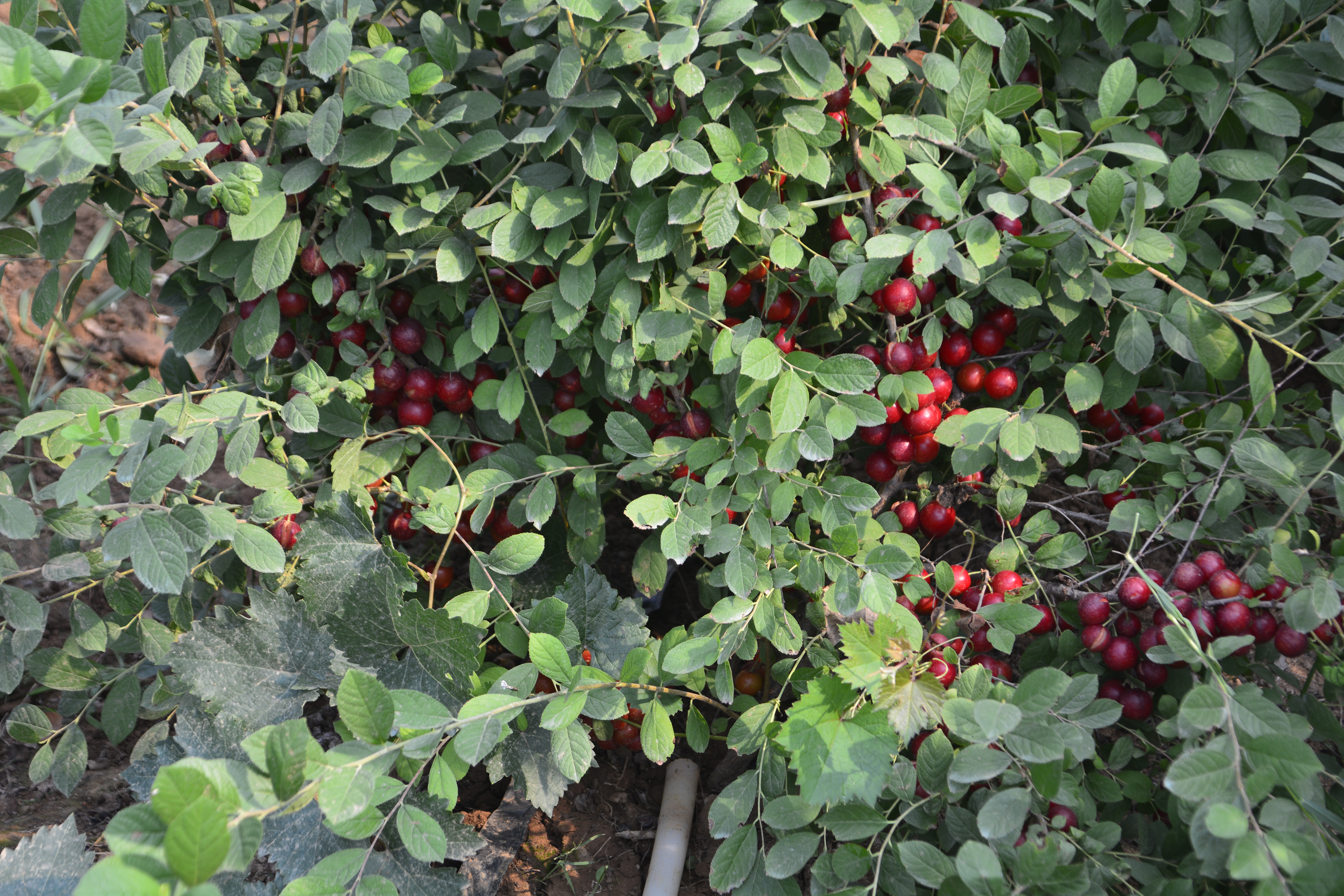 中国原产农村野果,中国野果骗局揭秘