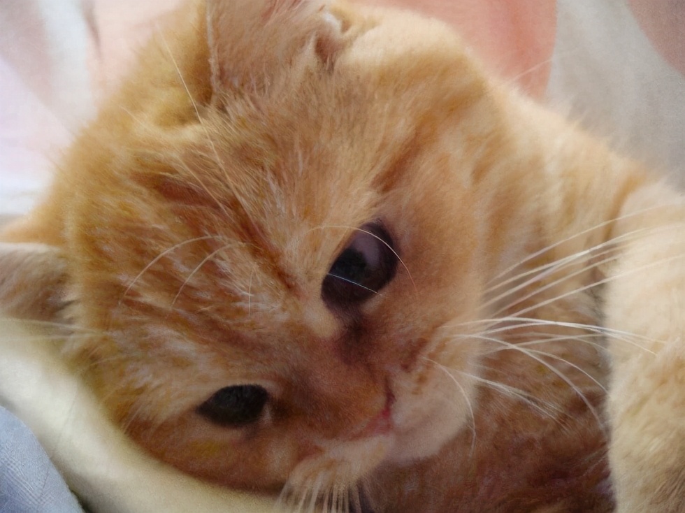 猫咪生病了医药费贵吗,猫咪生病花费好几万