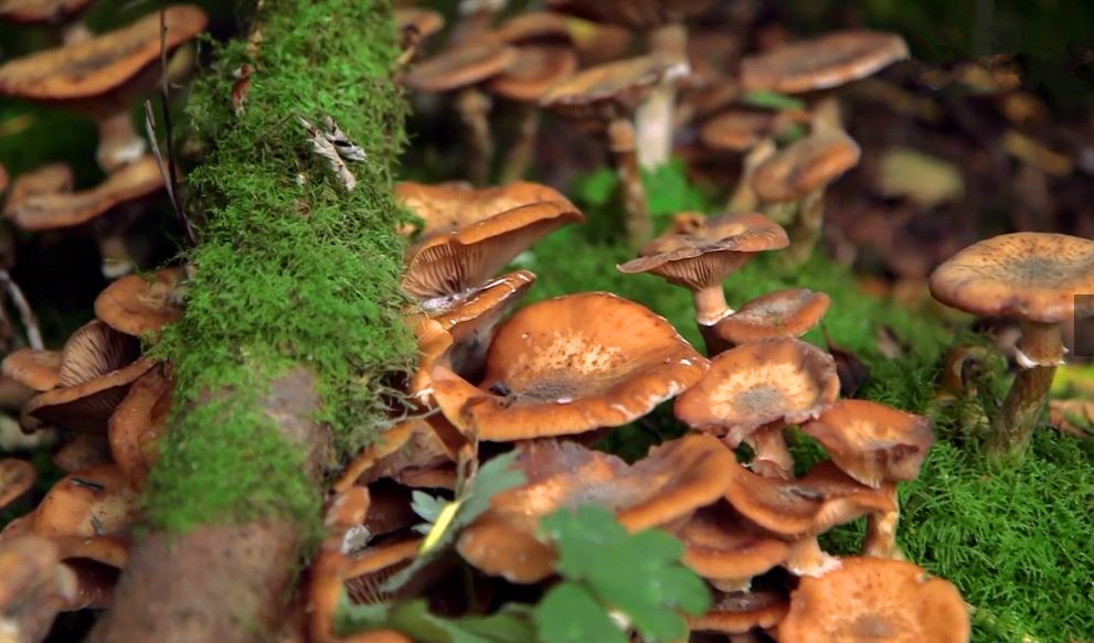 蘑菇是真菌还是植物,香气很浓的蘑菇叫什么菇