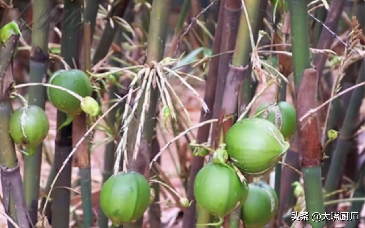 竹子开花结果而且果实又脆又甜,会开花结白籽的竹子