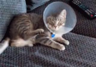 给猫戴上脖圈之后很低落,为什么给猫戴上猫圈就安静了