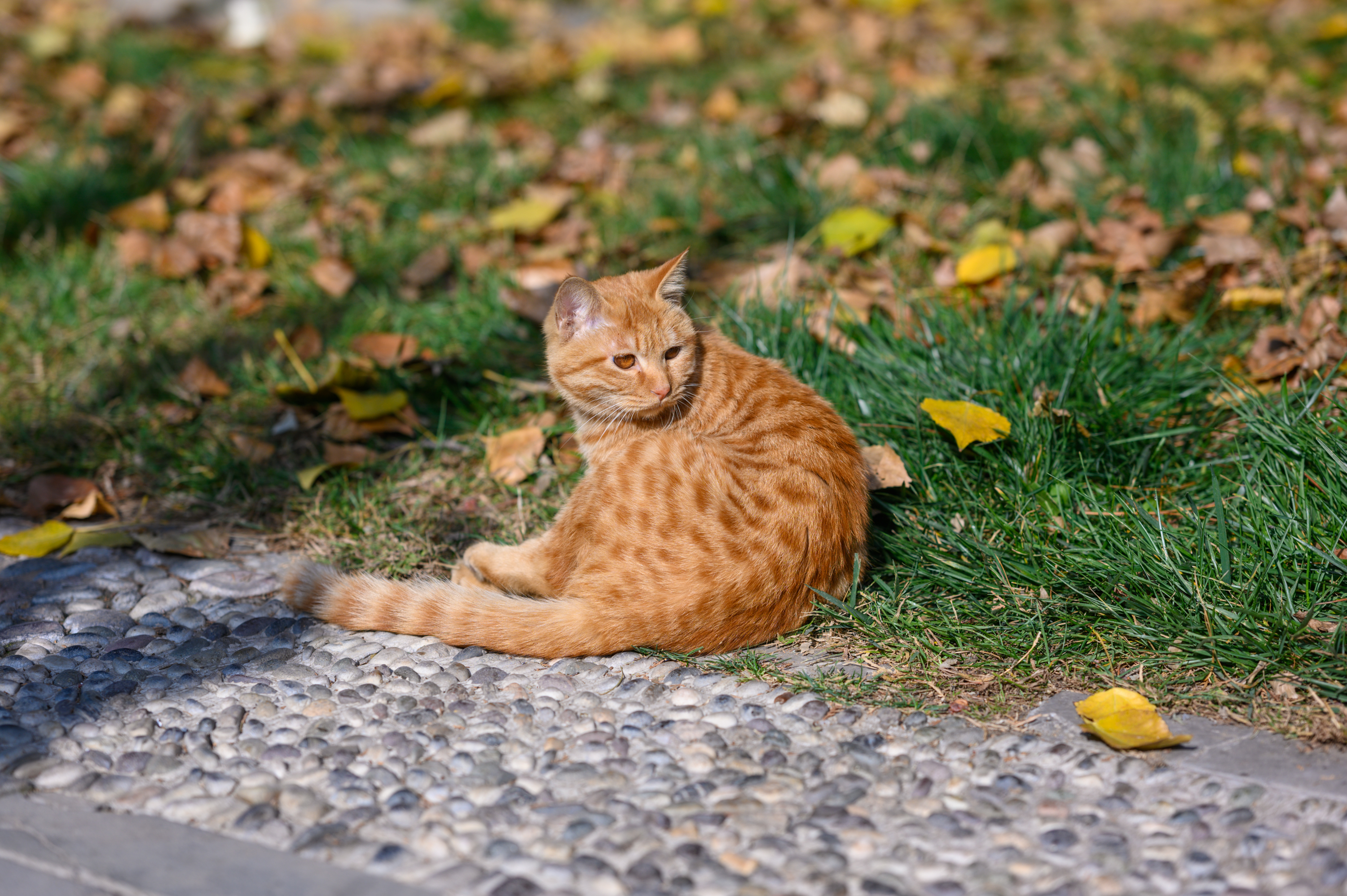 尼康z351.8s评测,尼康z501.8s镜头优缺点