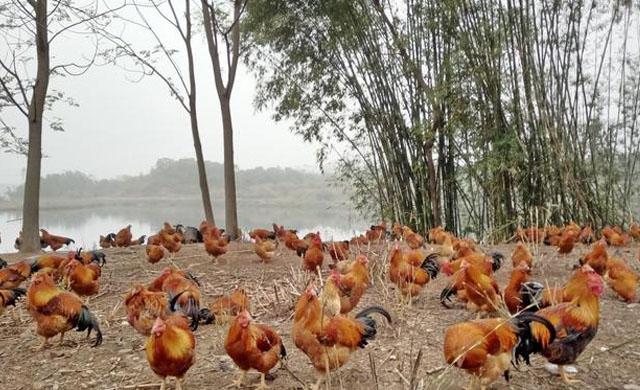 夏季鸡痘病怎么冶,如何高效预防鸡痘的发生