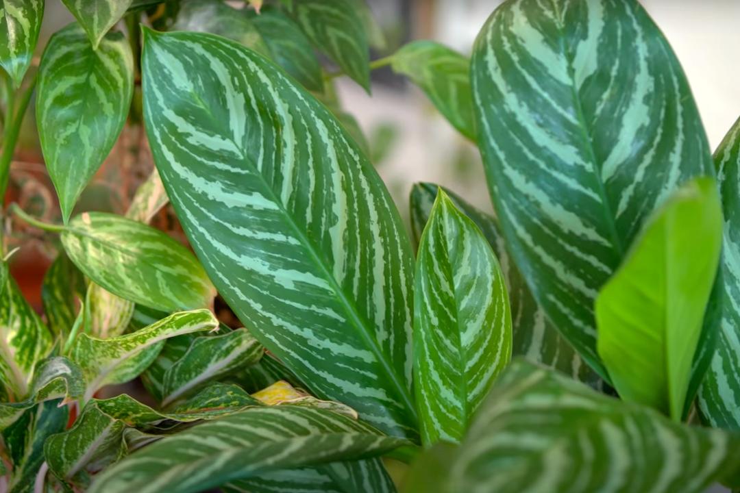 金盆洗手吧，植物杀手们