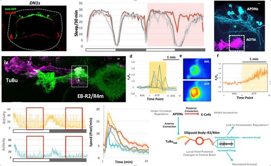 流浪地球没进入地下城的人怎么办,流浪地球地球为什么要流浪