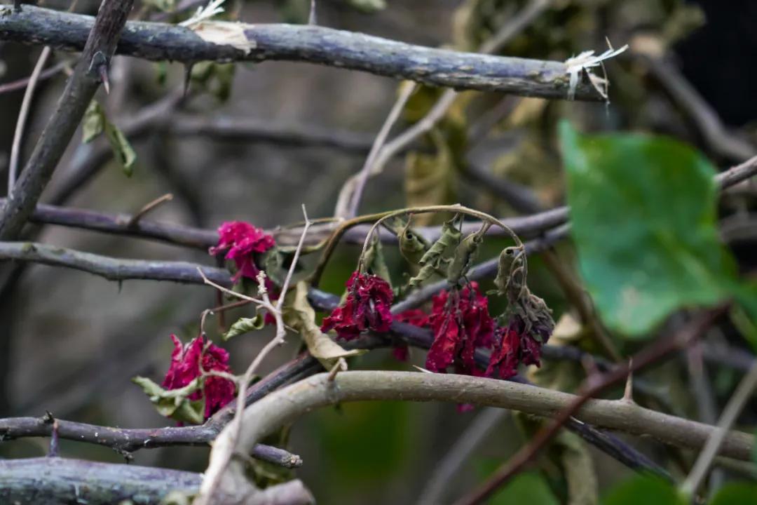 静谧角落香云纱,静谧角落视频