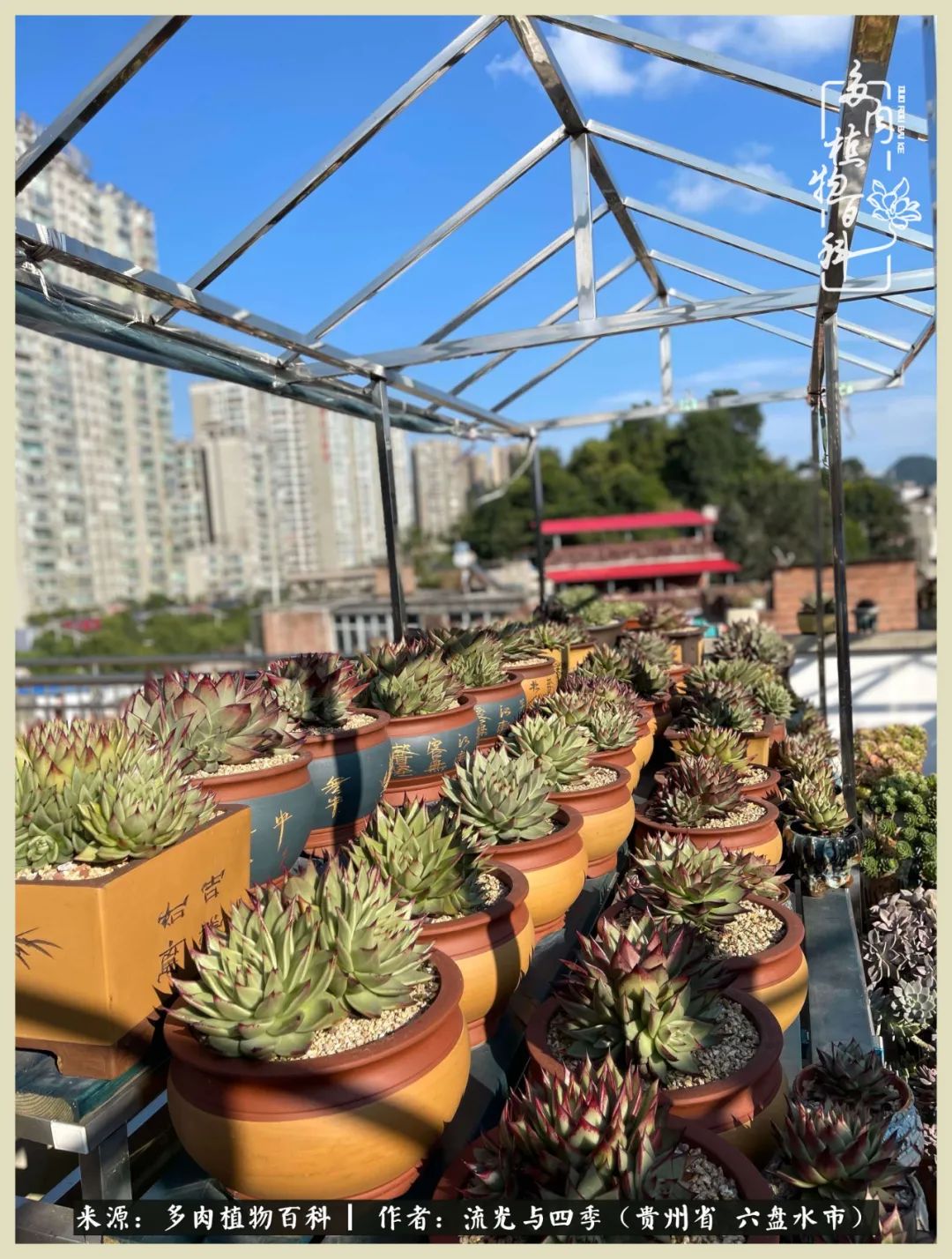 国庆假期你快乐吗?来,凉都美肉与你相伴一一小乌木的霸气东云