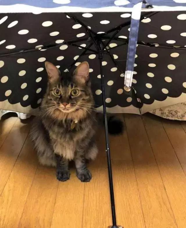 如何封印一只猫,怎么一招封印猫