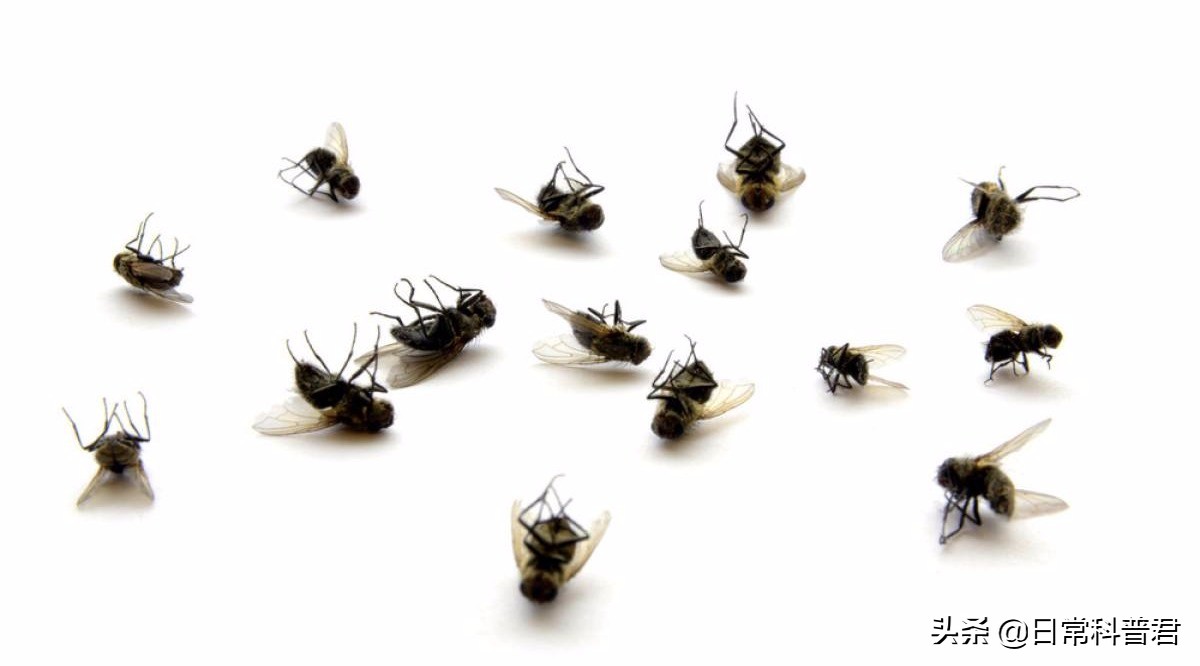 家里有小蚊子的小妙招,家里夏天有小飞虫怎么消灭