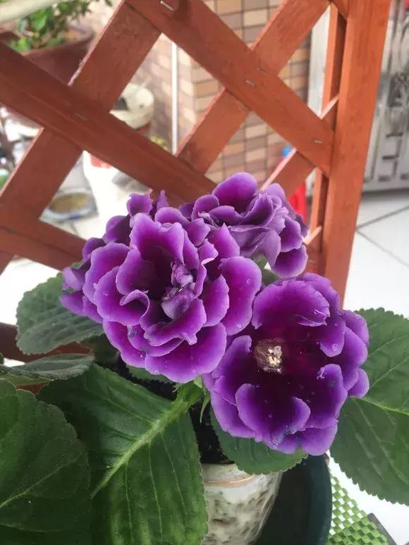 这6种花给点水就爆盆懒人必备,六种花千万别养