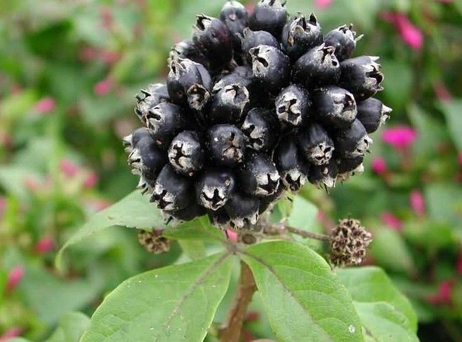 刺五加仿野生种植,刺五加仿生栽培技术路线