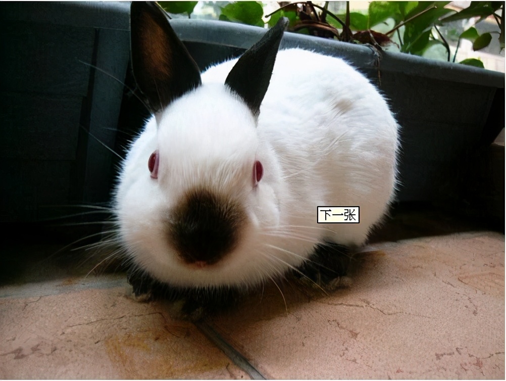 宠物兔都有哪些生活习性,新手养宠物兔十大禁忌