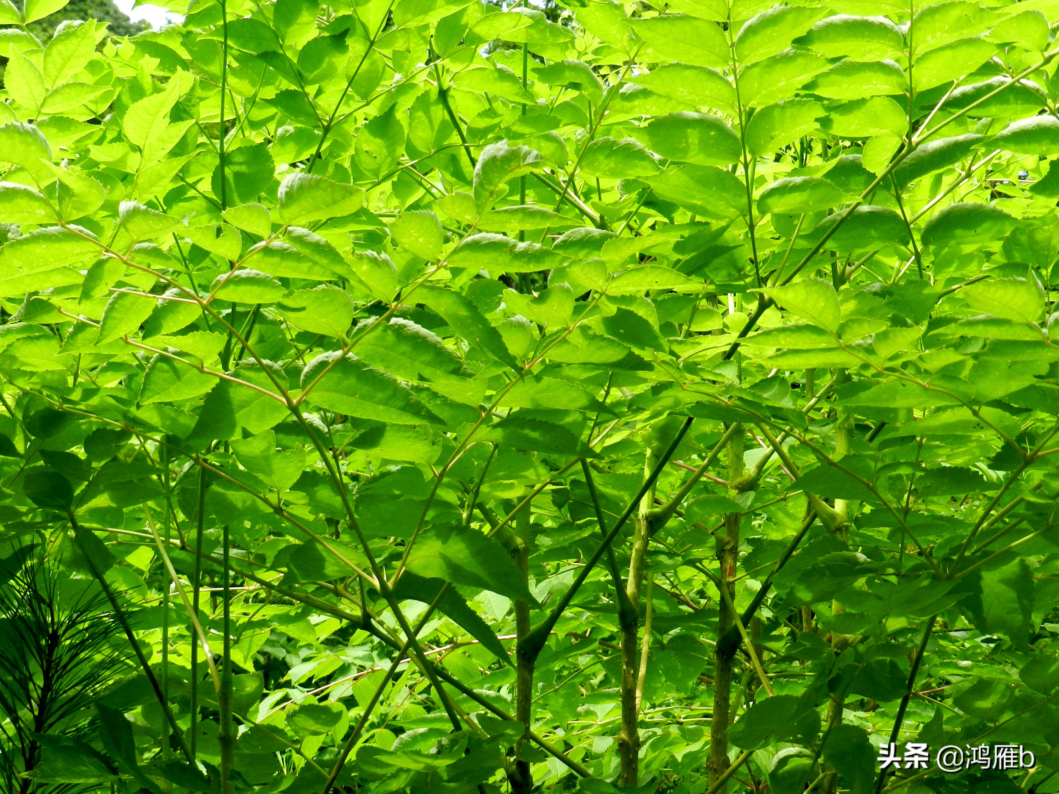 大山里的野果熟了想吃,山里的野果逐渐熟了