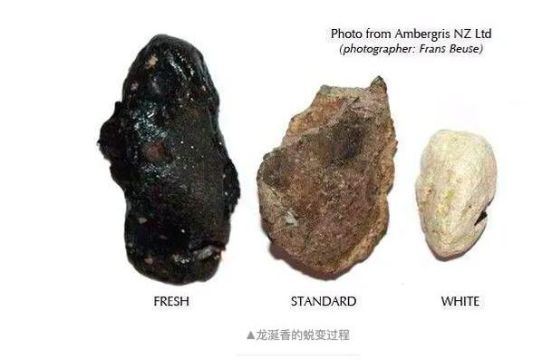 鲸排泄物的香气背后的价值之谜,诡异的鲸