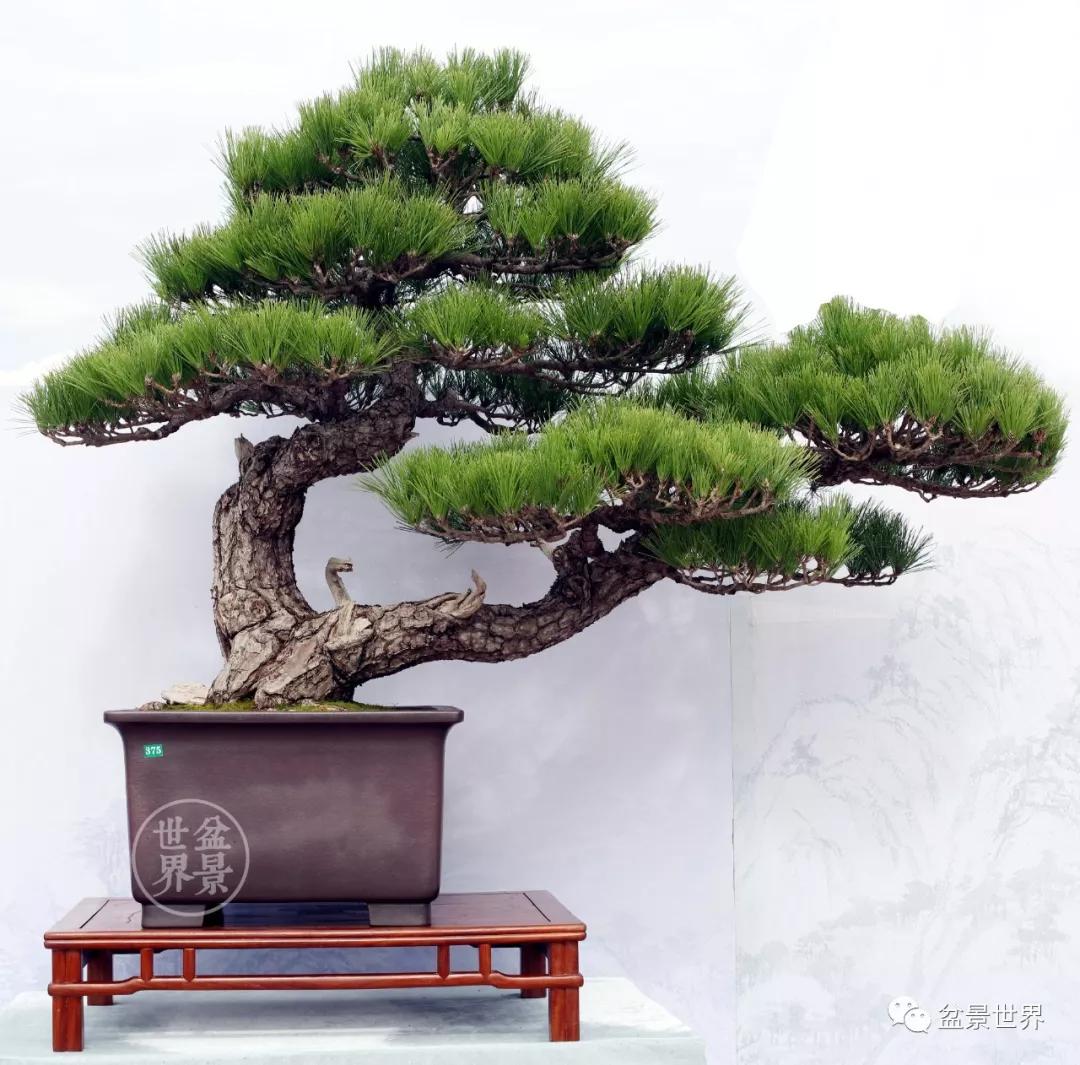 宿松十大顶级黑松盆景 (黑松微型盆景日本黑松30公分价格)