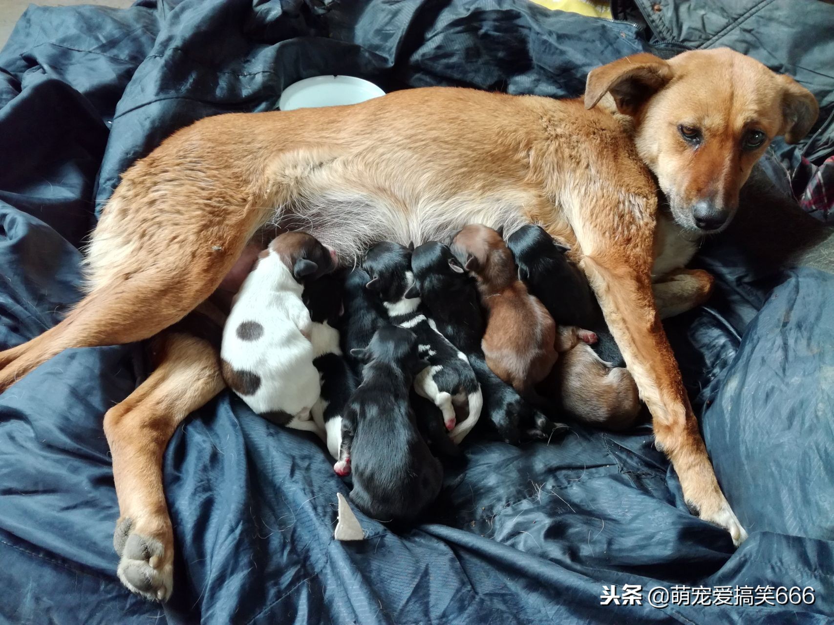 狗狗意外怀孕主人不想要怎么办,狗狗生宝宝主人要怎么护理