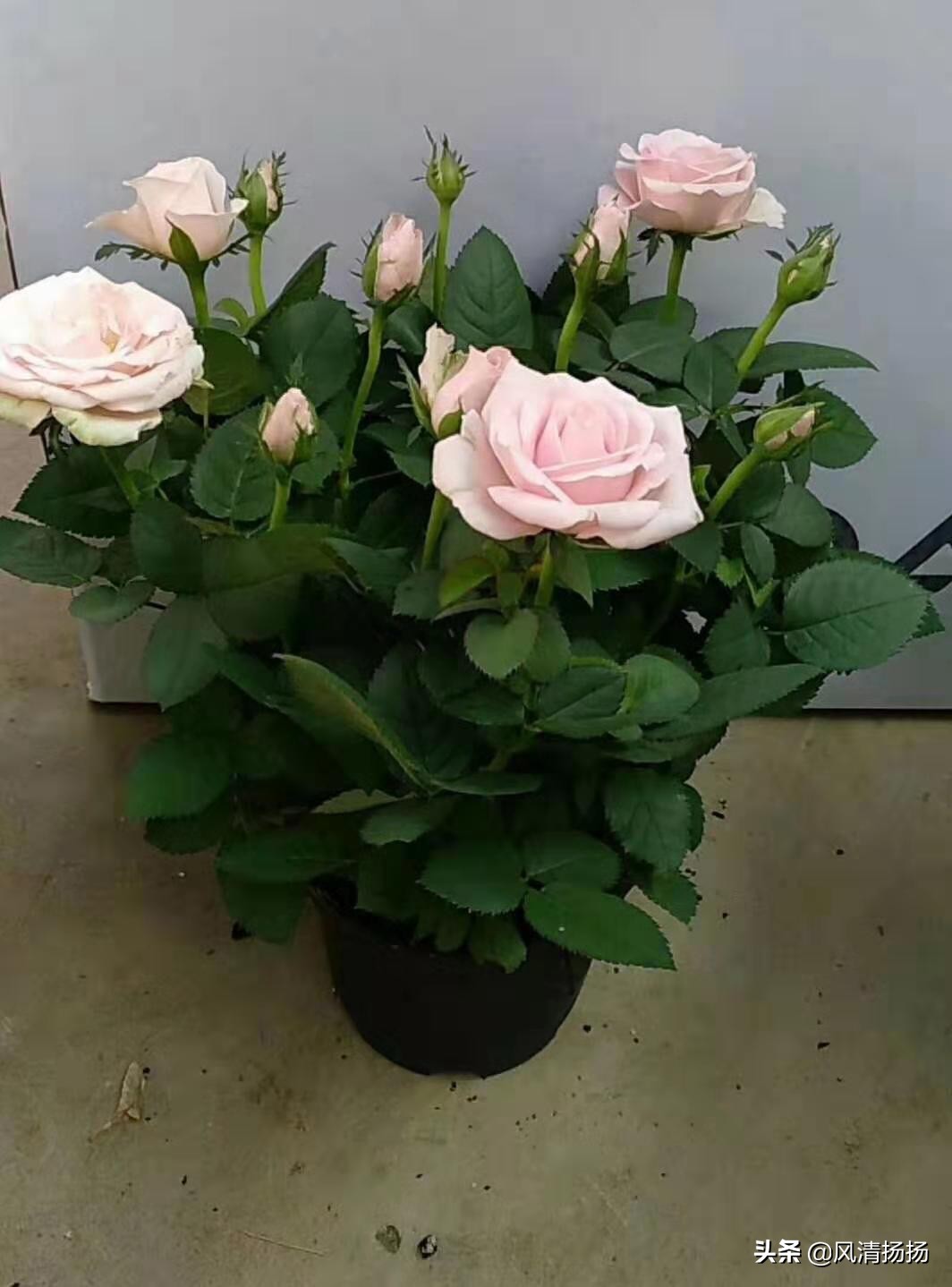 迷你小玫瑰怎样养活,迷你小玫瑰花怎么养才不会枯萎