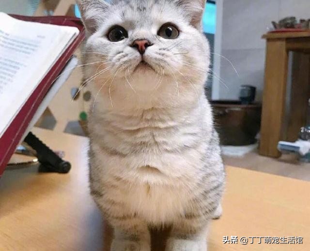 为啥现在宠物猫很多人不养,为什么现在的猫大部分不抓老鼠