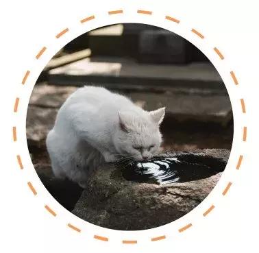 白色猫病,爱喝水的猫得了什么病