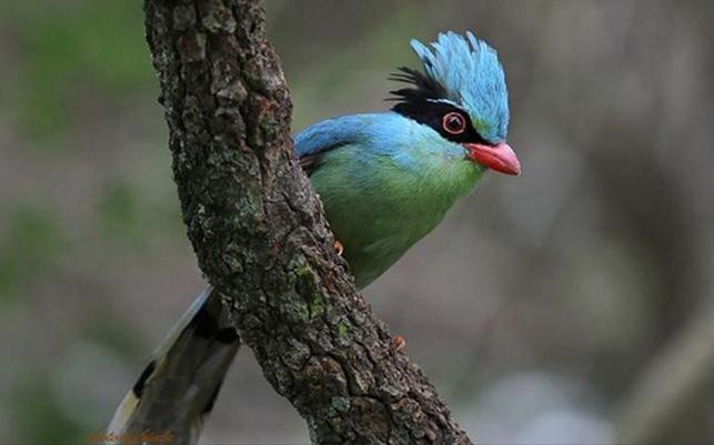 东江揽胜,惠州淡水常见鸟类图谱