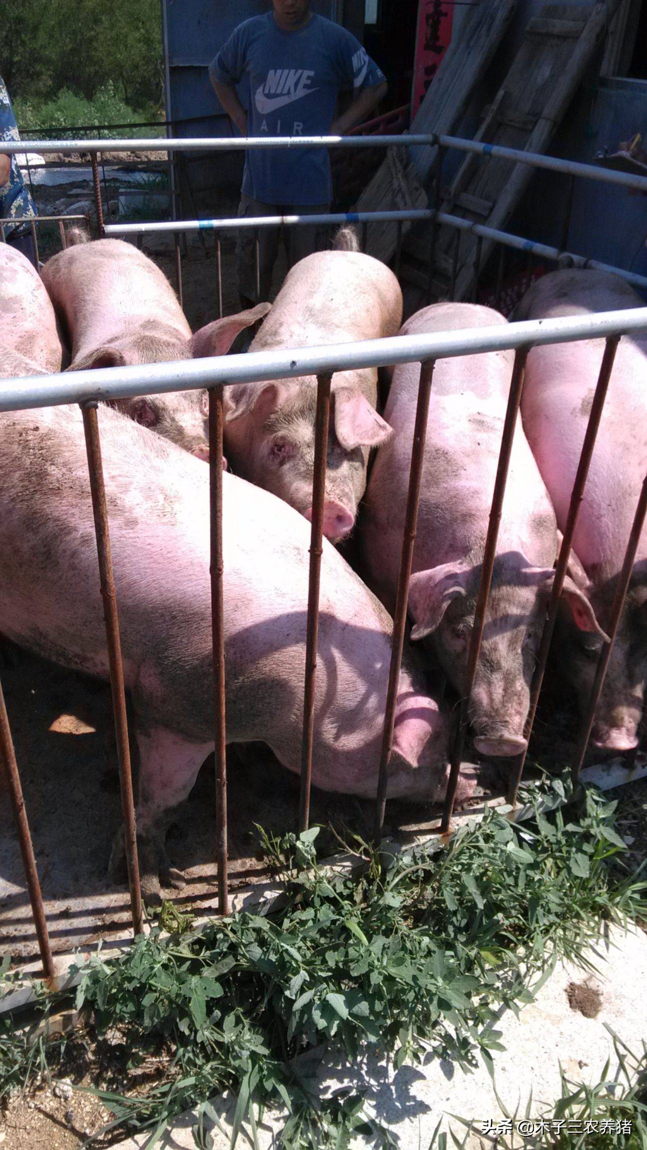 这4个给猪催肥绝招,听说很多养猪朋友都在找!新手需要知道!
