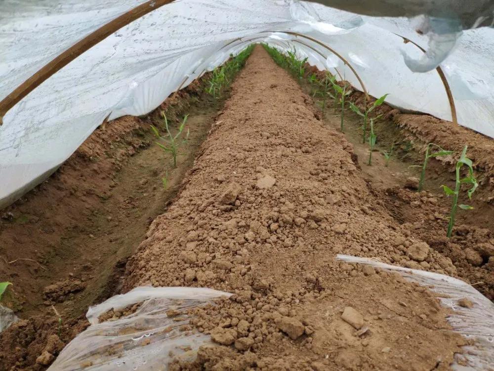 姜的种法和田间管理,大姜种植技术和管理技术书