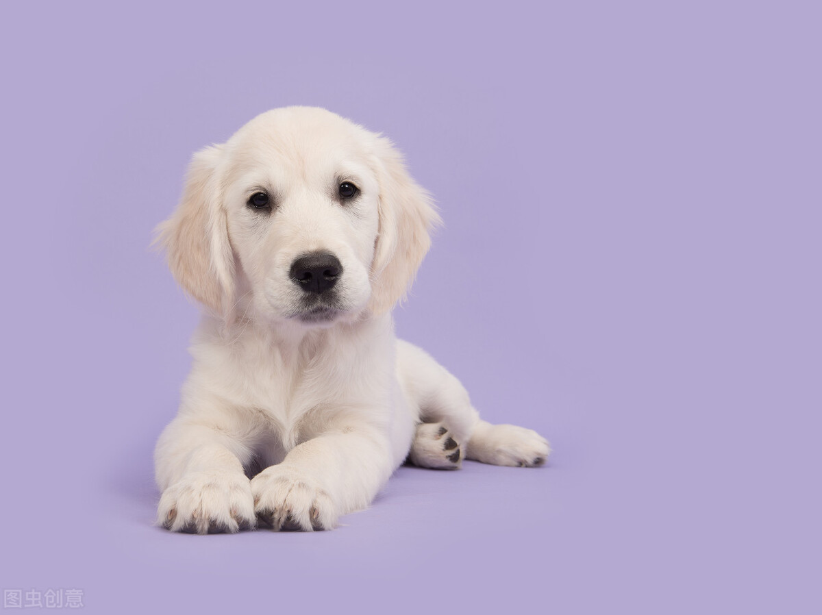 刚满月的狗狗随地乱拉屎怎么办,刚满月的狗狗怎么训练大小便