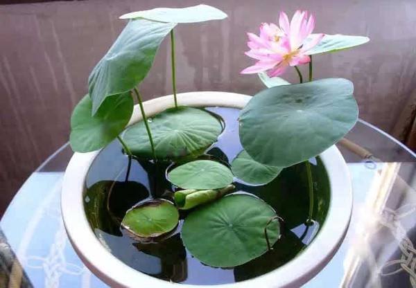 碗莲夏天的养殖方法,夏天种碗莲用什么苗