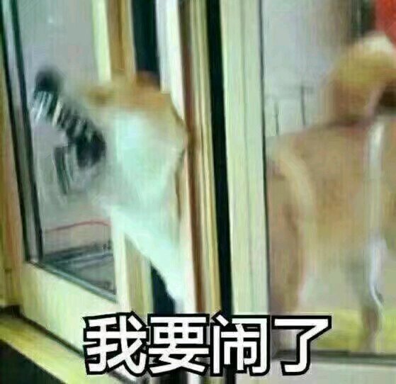 养狗新手与老手的区别,养狗为什么要养纯种犬