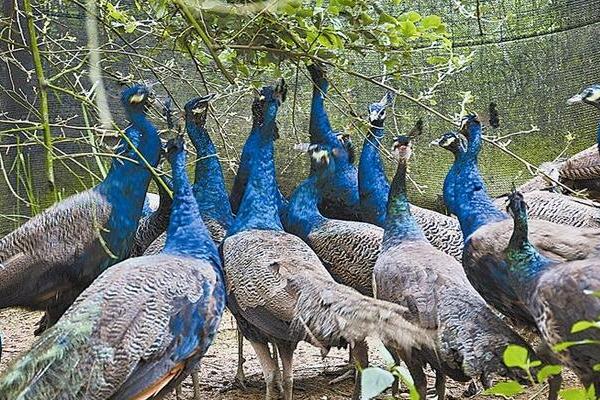 养殖孔雀的商业前景,孔雀养殖有市场前景吗