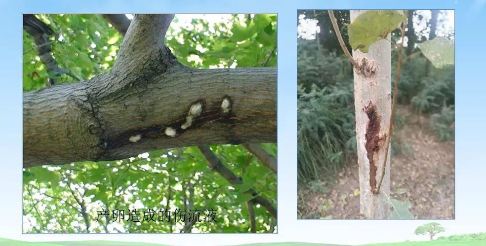 天牛基础知识,天牛简单总结