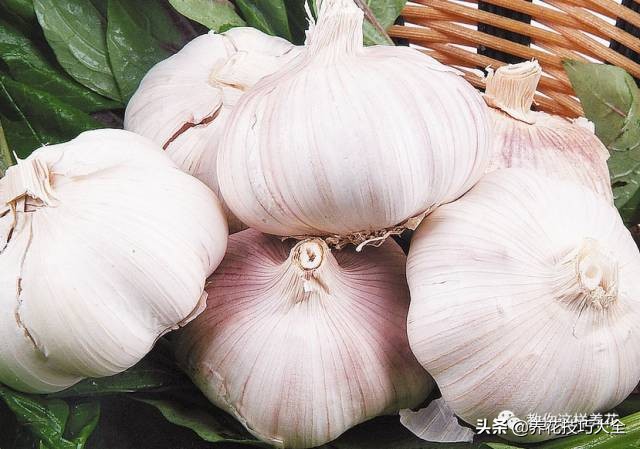 养花必备四种调料,养花最好的4种料