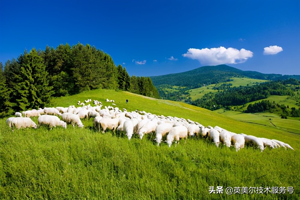 中药预防羊尿结石,羊尿结石打啥针